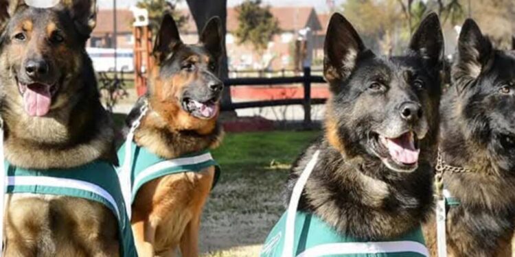 Buscan mejorar la seguridad en escuelas del Biobío mediante brigadas caninas.