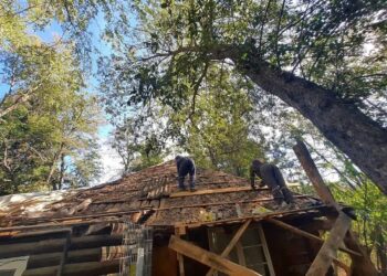 Construcción en Talca con quincha: Beneficios y Ventajas