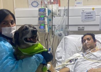 «Recuperó la sonrisa»: Un paciente en UCI recibió la visita de su perro gracias a la iniciativa de humanización del Hospital Pereira de Valparaíso.
