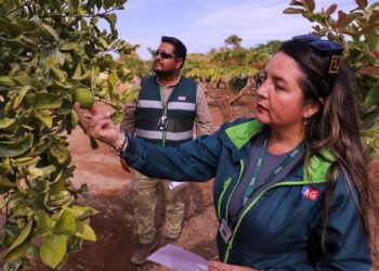 Nuevo seguro agrícola resguarda contra brotes de mosca de la fruta.