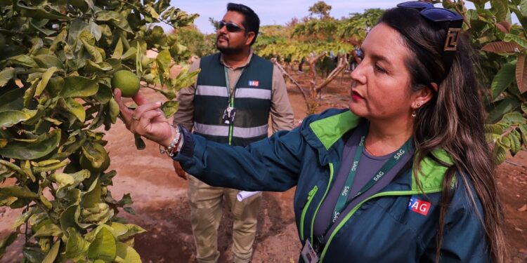 Nuevo seguro agrícola resguarda contra brotes de mosca de la fruta.