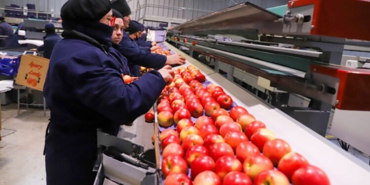 Ministro de Agricultura destacó la productividad de la manzana local como exportación durante su visita a Malleco.