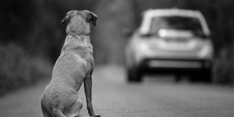 La ley sobre abandono animal avanza en el Congreso: prevé penas de hasta 3 años de prisión.