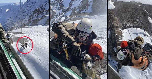 [VIDEO] Carabineros encuentra a un cabro perdido en la alta montaña con su perro