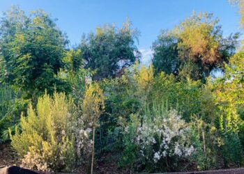 Nada de lagartijas, nidos ni árboles: dicen que no al Jardín Miyawaki para el terminal de buses RED en San Bernardo.