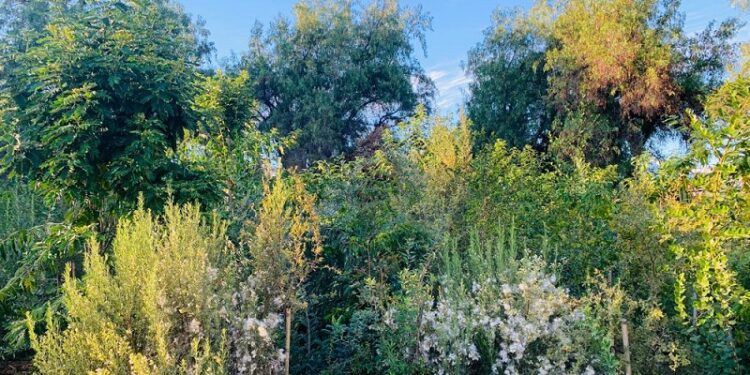Nada de lagartijas, nidos ni árboles: dicen que no al Jardín Miyawaki para el terminal de buses RED en San Bernardo.