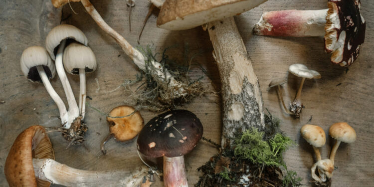 Hongos: Los riesgos de recogerlos sin precaución.