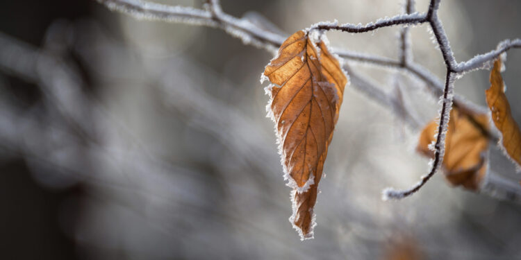 Ola polar provocará temperaturas extremadamente frías en el Maule y otras 8 regiones: Talca alcanzará -4°C.