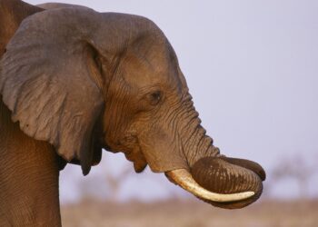 Tragedia en safari: un elefante embiste a un grupo en Zambia y causa la muerte de dos mujeres.