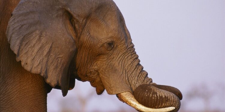 Tragedia en safari: un elefante embiste a un grupo en Zambia y causa la muerte de dos mujeres.