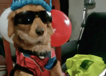 «Julio, el Bakán»: la conmovedora celebración de un perro curicano que se volvió viral en TikTok.
