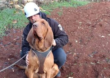 Indignación en Italia por el asesinato de un perro rescatista: le ofrecieron una salchicha rellena de clavos.