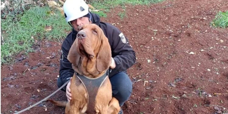 Indignación en Italia por el asesinato de un perro rescatista: le ofrecieron una salchicha rellena de clavos.