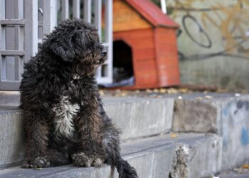 La Fiscalía de Antofagasta inicia una investigación por su cuenta ante posibles casos de robo y sacrificio de perros.