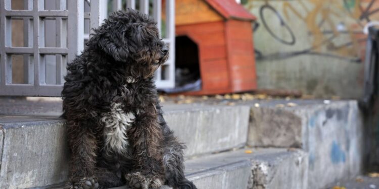 La Fiscalía de Antofagasta inicia una investigación por su cuenta ante posibles casos de robo y sacrificio de perros.