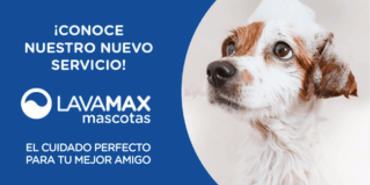 Lavado de mascotas a mitad de precio en Copec, ¡no te lo pierdas!