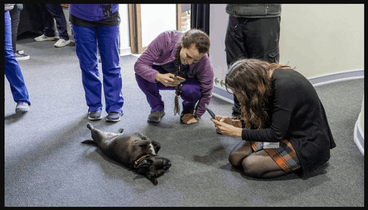 Protocolo de visita especial para mascotas en hospitales