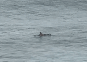 (VIDEO) En estado de alerta: captan a surfista aguardando olas de tsunami en Hawái.