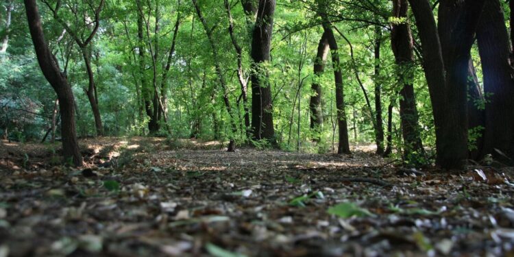 El suelo: nuestro legado olvidado