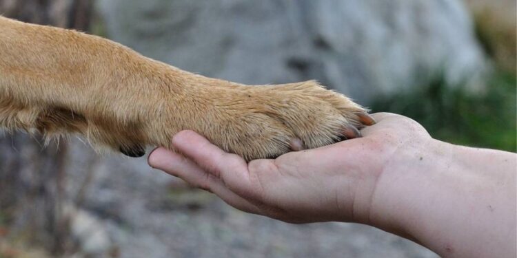 «En apoyo a los que no tienen voz»: Chanco se manifestará en defensa de los animales.
