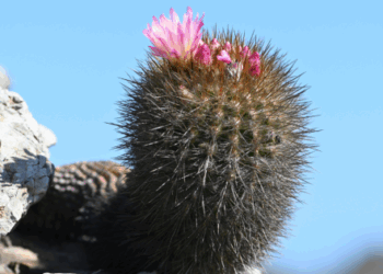 «El chilenito»: el cactus que resiste en apenas 10 km del litoral chileno y que tiene a la ciencia maravillada.