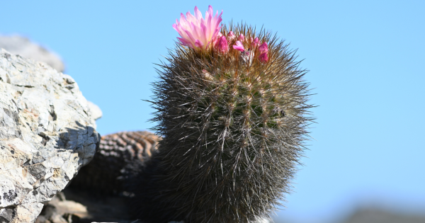 «El chilenito»: el cactus que resiste en apenas 10 km del litoral chileno y que tiene a la ciencia maravillada.
