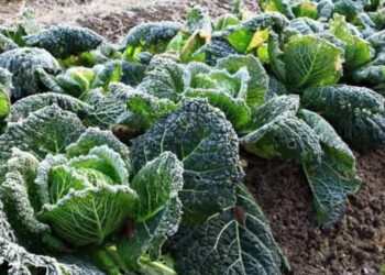 Las heladas y su impacto en la agricultura del Biobío: ¿Cuáles son sus tipos y cómo mitigarlos?