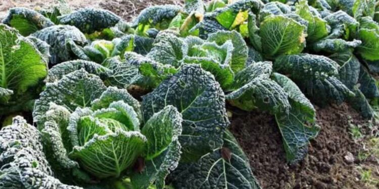 Las heladas y su impacto en la agricultura del Biobío: ¿Cuáles son sus tipos y cómo mitigarlos?