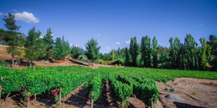 La Organización Mundial de Enoturismo reconoce al Valle del Biobío como un modelo en turismo responsable.