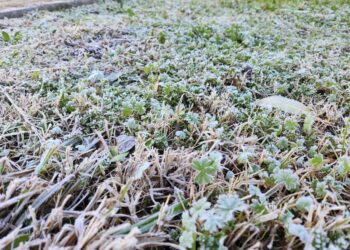 Histórica helada en Chillán pone a prueba la agricultura de Ñuble y Biobío