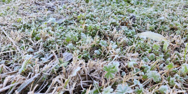 Histórica helada en Chillán pone a prueba la agricultura de Ñuble y Biobío