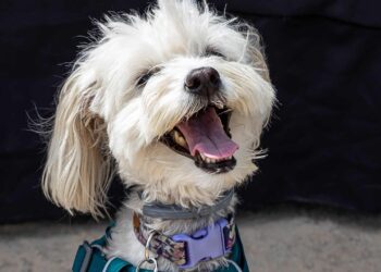 Este domingo, se llevará a cabo un concurso de trajes para perros en Vitacura.