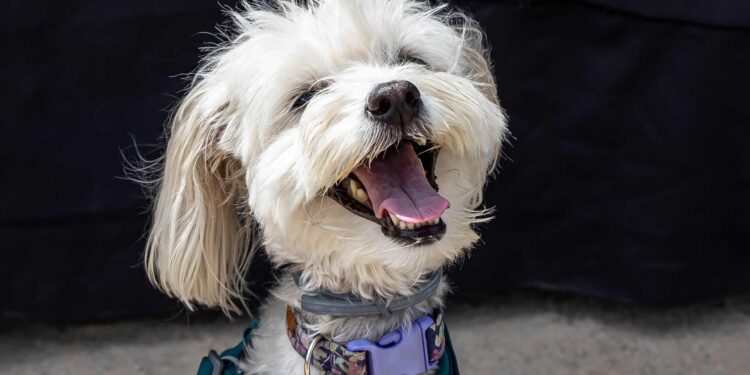 Este domingo, se llevará a cabo un concurso de trajes para perros en Vitacura.