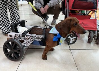 «Osito» y su pata biónica: el lado bonito de tener mascotas de manera responsable.