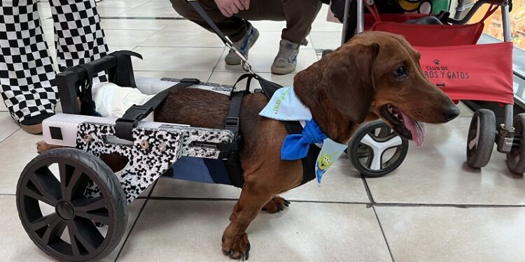 «Osito» y su pata biónica: el lado bonito de tener mascotas de manera responsable.