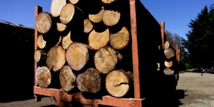 Se formaliza a empresas madereras de Los Ángeles y Malleco por receptación de madera sustraída.