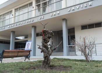 San Javier revive su legado vitivinícola al trasladar parras centenarias al corazón de la ciudad.