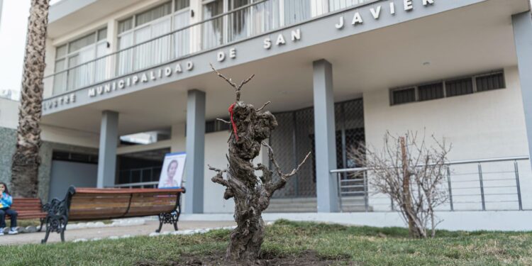 San Javier revive su legado vitivinícola al trasladar parras centenarias al corazón de la ciudad.