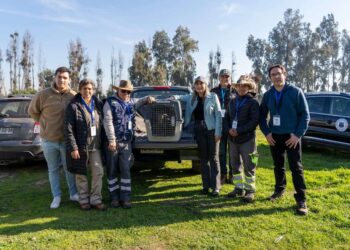 Cóndor es llevado a centro de rehabilitación para que lo liberen.