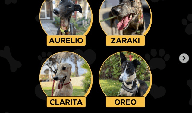 Jornada de adopción en el Mall VIVO Los Trapenses