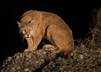Alerta en Molina por avistamiento de pumas en el cerro Traluñe: autoridades recomiendan aumentar la precaución.