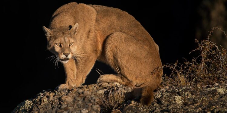 Alerta en Molina por avistamiento de pumas en el cerro Traluñe: autoridades recomiendan aumentar la precaución.