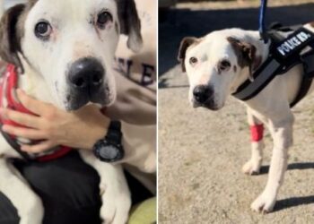 Día Internacional del Perro: una oportunidad para reflexionar sobre el abandono y la tenencia responsable de mascotas.