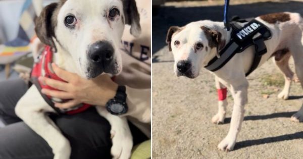 Día Internacional del Perro: una oportunidad para reflexionar sobre el abandono y la tenencia responsable de mascotas.