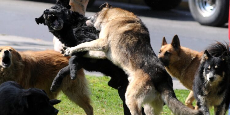 Mujer de 65 años gravemente herida por ataque de jauría en San Clemente: reportan más de 200 mordeduras en el último año.