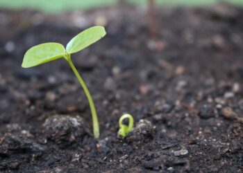 Convocatoria para el programa de formación «Territorios Verdes»