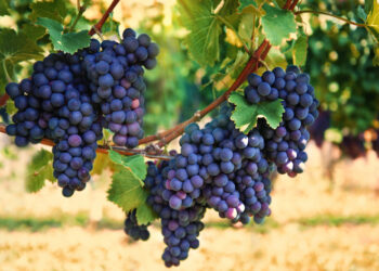 Descubrimiento innovador en el Maule: Investigadores revelan que el orujo de uva erradica la bacteria Helicobacter pylori.