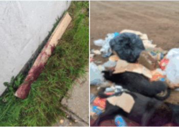 Vecinos de Talca reportan un violento caso de maltrato animal: un hombre asesinó a tres perros con un bate.