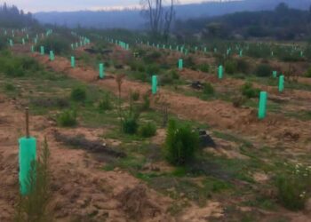 Reforestan el área afectada de la reserva Lago Peñuelas en Valparaíso con 70 mil árboles nativos.