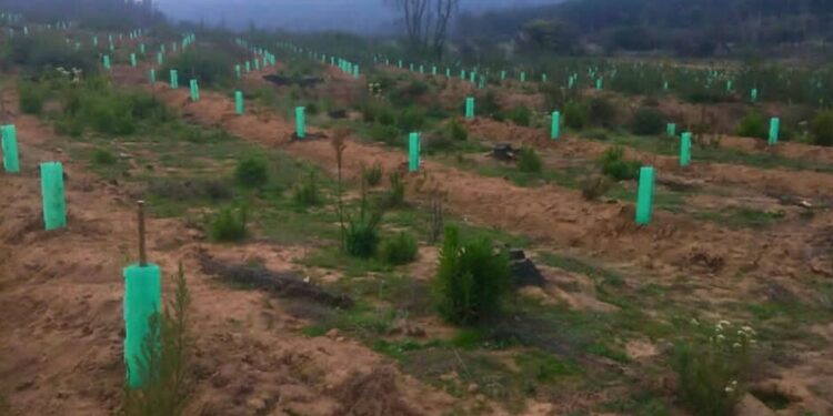 Reforestan el área afectada de la reserva Lago Peñuelas en Valparaíso con 70 mil árboles nativos.